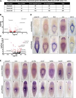 RNAi Screen of RING/U-Box Domain Ubiquitin Ligases Identifies Critical Regulators of Tissue Regeneration in Planarians